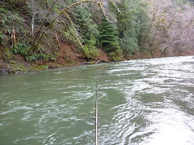 oregon steelhead river